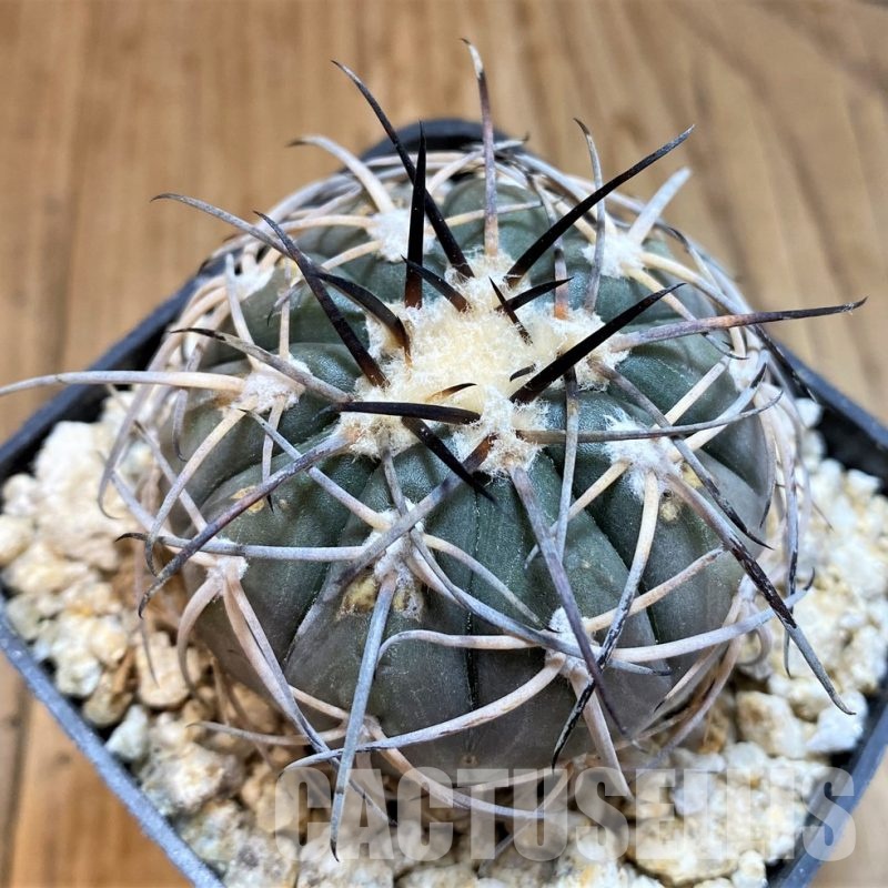 DPYAR33625 Gymnocalycium spegazzinii KP2058
