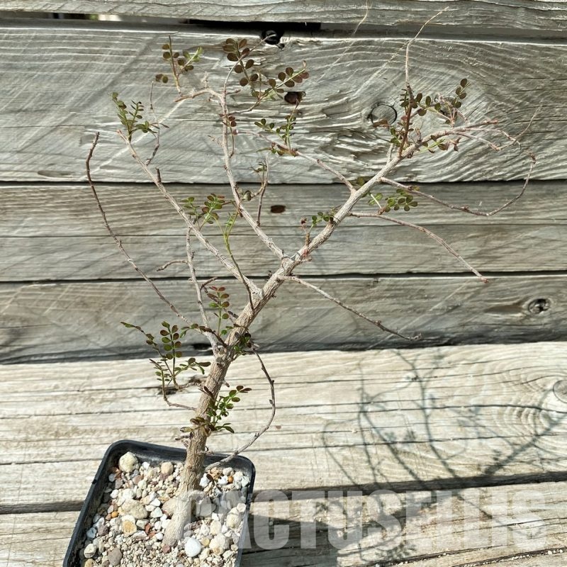 YAR34028 Operculicarya decaryi