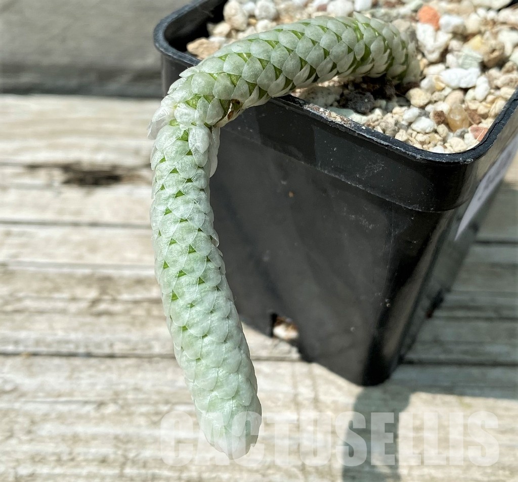 YAR34026 Avonia papyracea - Image 2