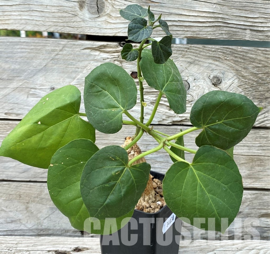 YAR34030 Matelea cyclophylla (Gonolobus) - Image 3