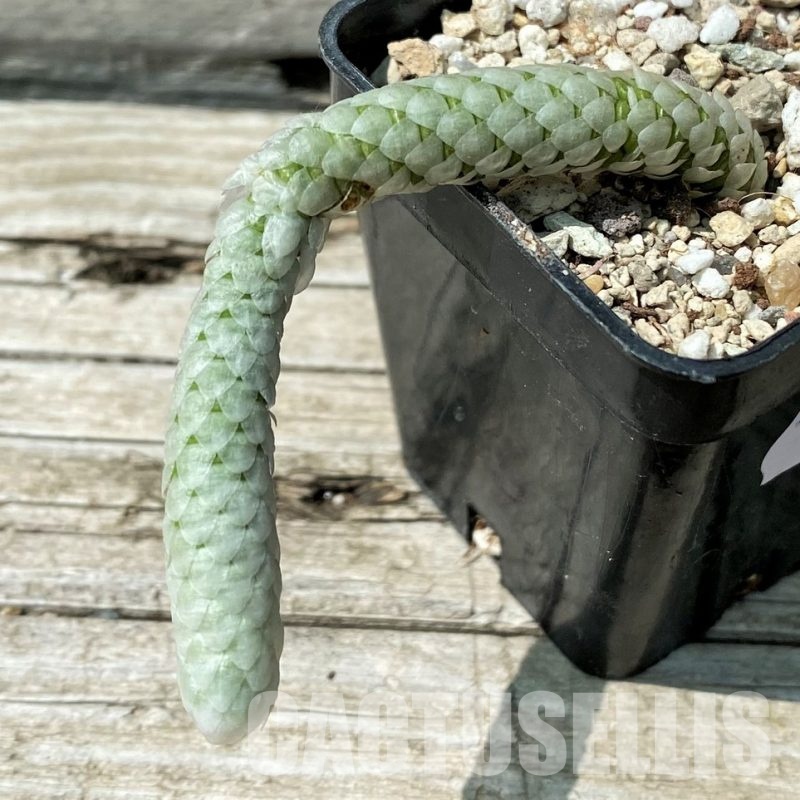 YAR34026 Avonia papyracea