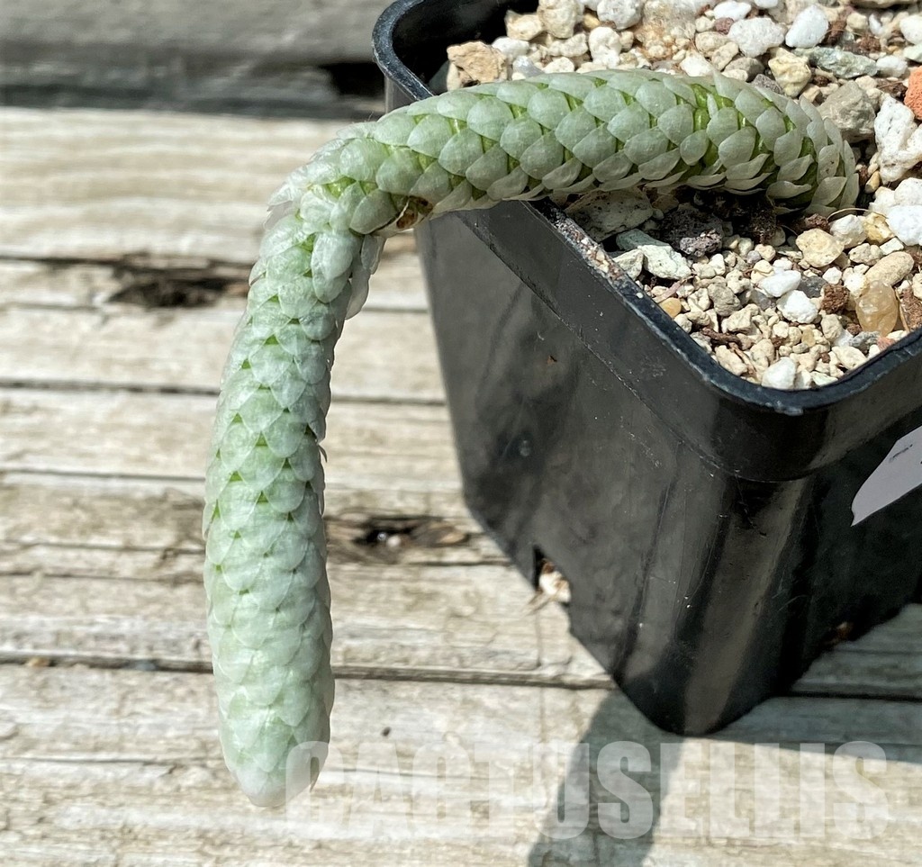YAR34026 Avonia papyracea