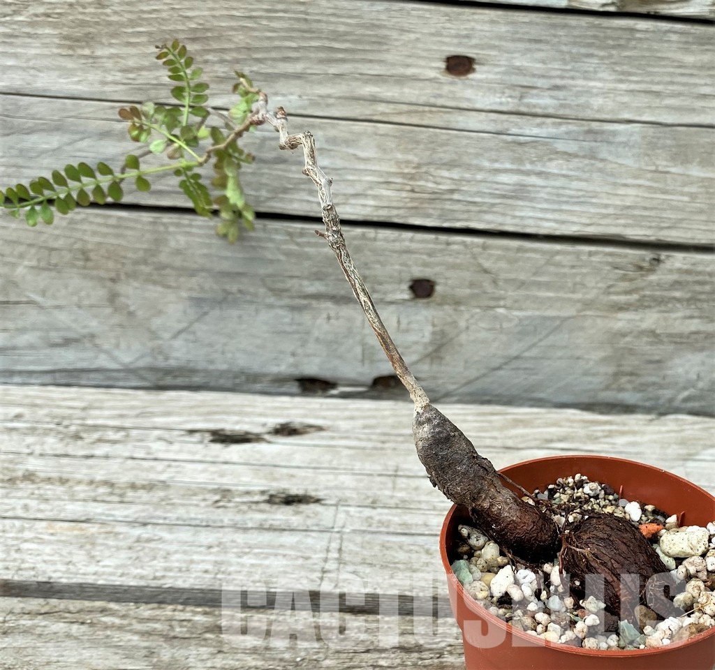 YAR34031 Operculicarya pachypus - Image 3