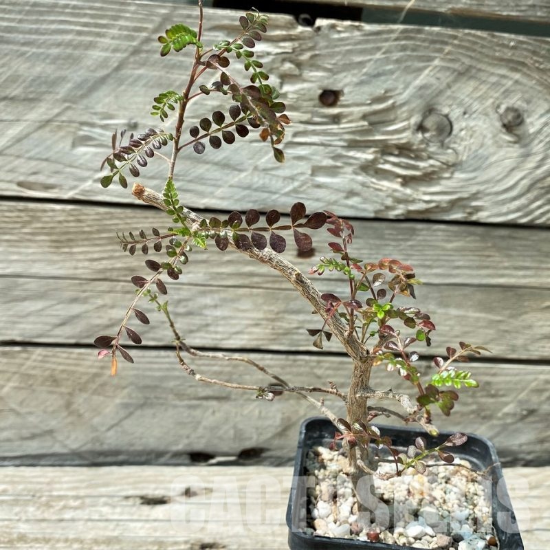 YAR34027 Operculicarya decaryi