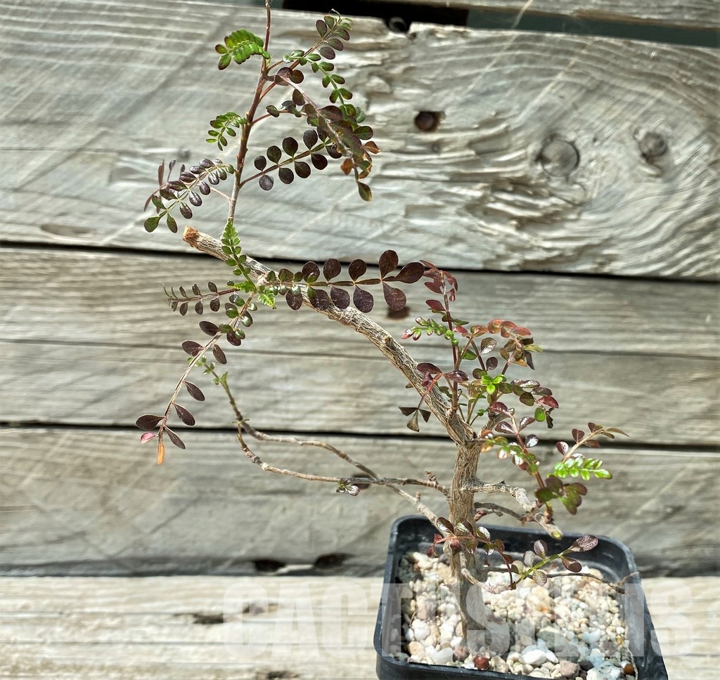 YAR34027 Operculicarya decaryi