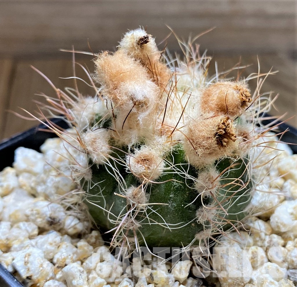 YAR34716 Parodia comosa - Image 3