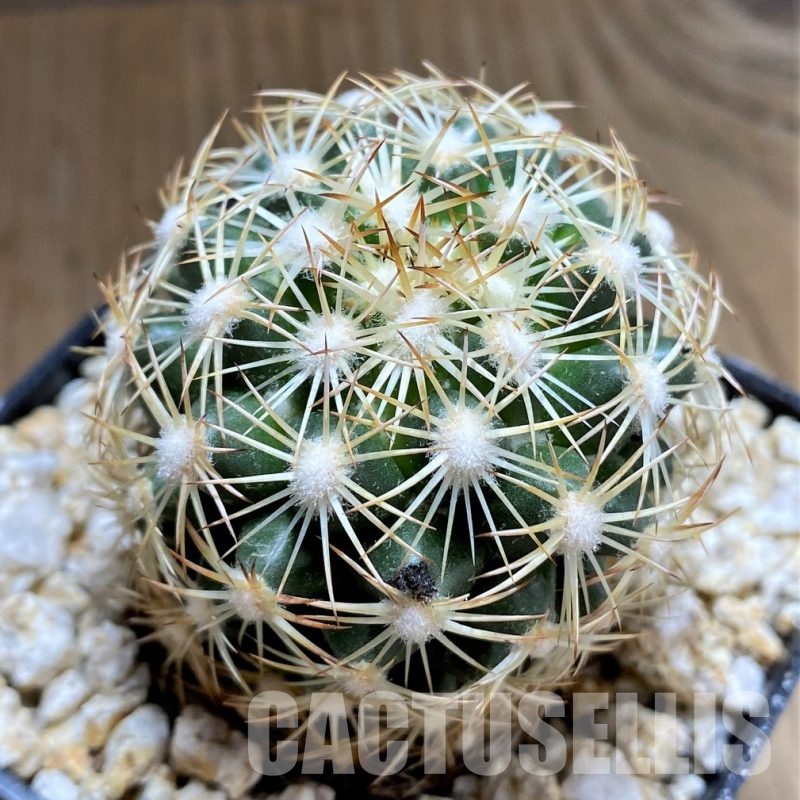 YAR34714 Coryphantha radians