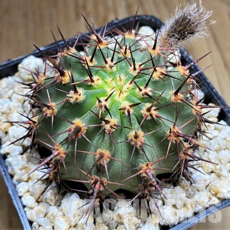 YAR34719 Lobivia dobeana