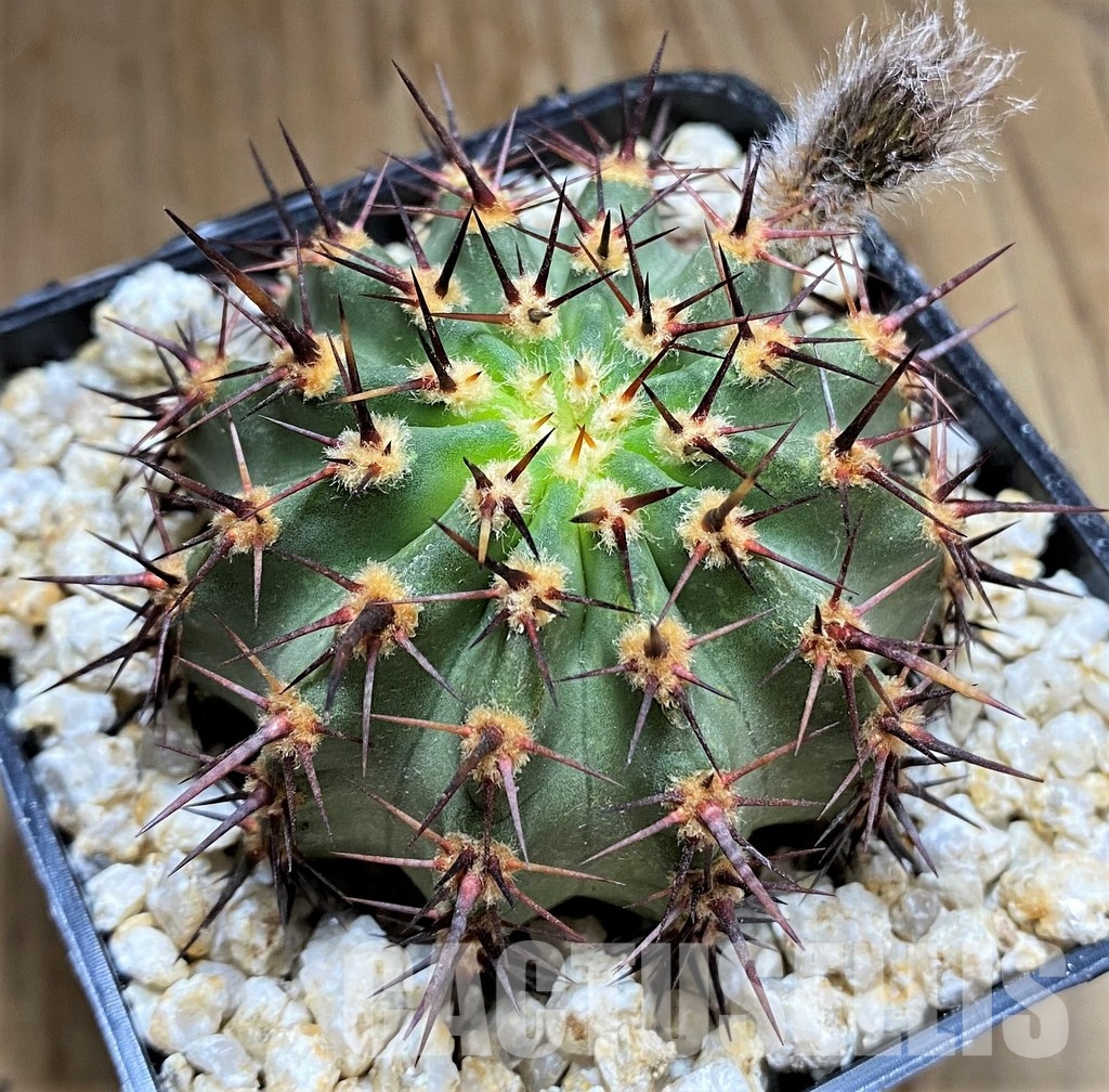 YAR34719 Lobivia dobeana