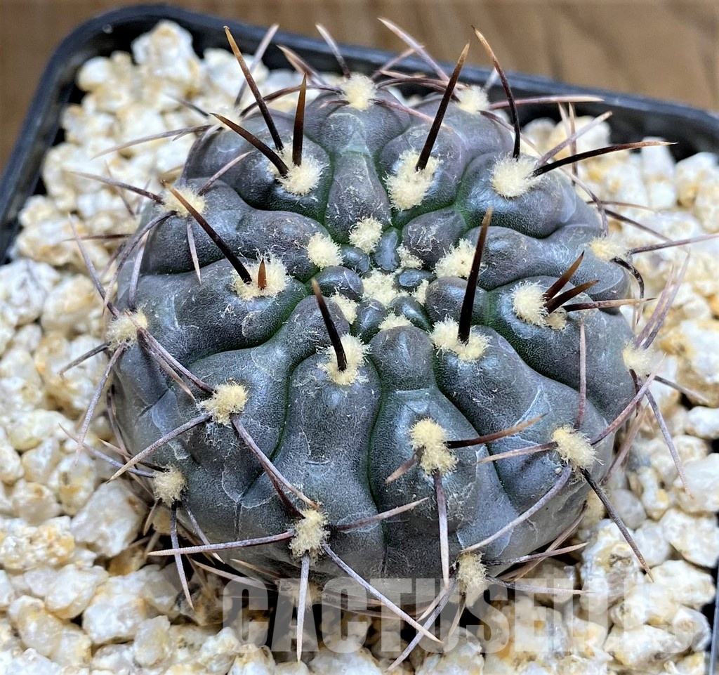 YAR34720 Gymnocalycium striglianum ssp. aeneum