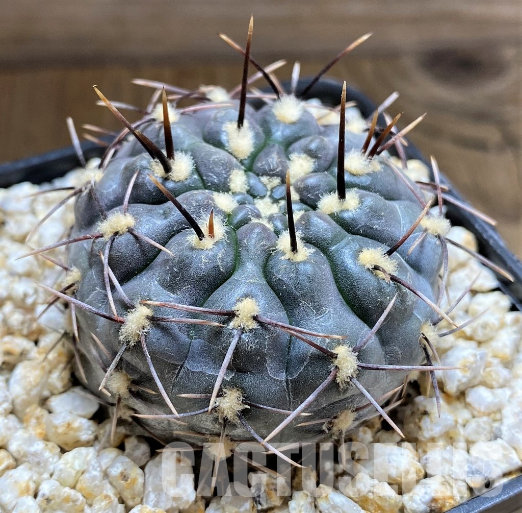 YAR34720 Gymnocalycium striglianum ssp. aeneum - Image 3