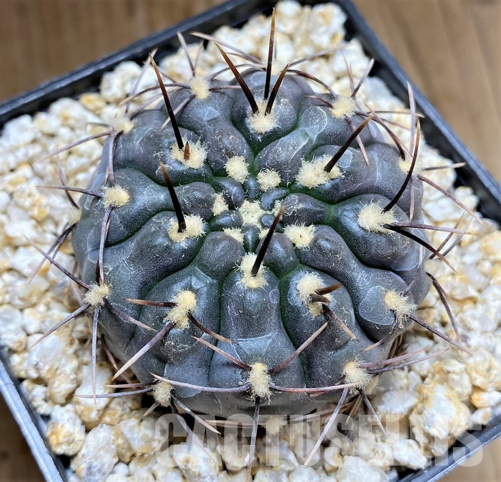YAR34720 Gymnocalycium striglianum ssp. aeneum - Image 2