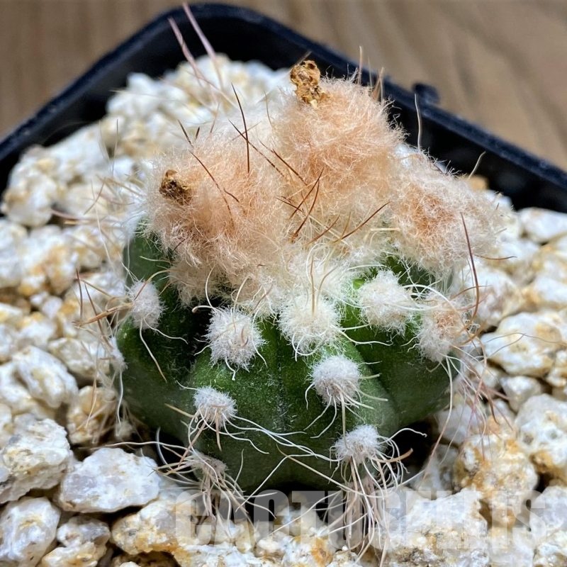 YAR34715 Parodia comosa