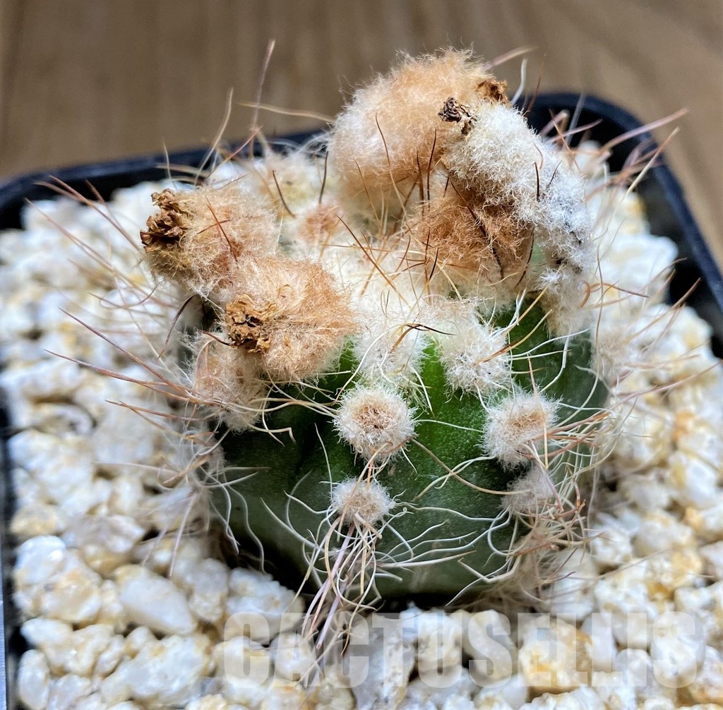 YAR34716 Parodia comosa