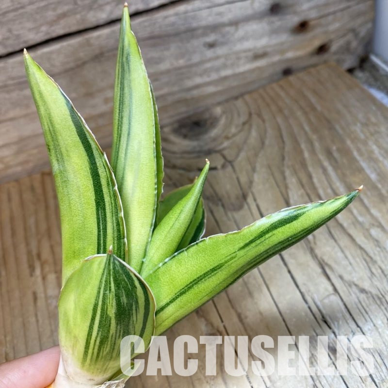 SH34652 Sansevieria 'Andaman' f. variegata