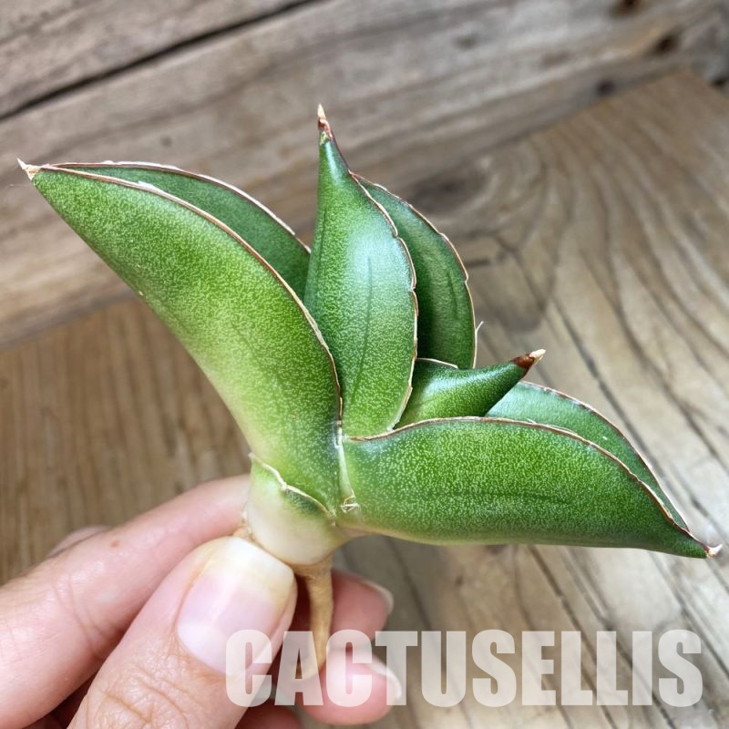SH34660 Sansevieria ‘Bilbao’