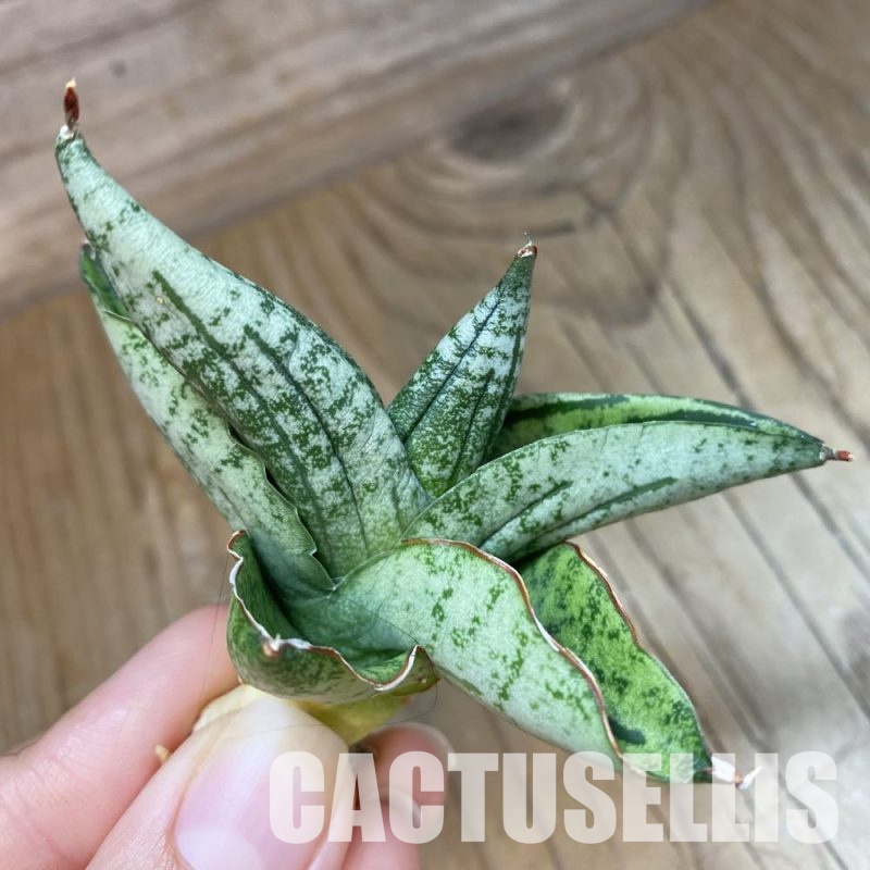SH34669 Sansevieria ‘Green Label’