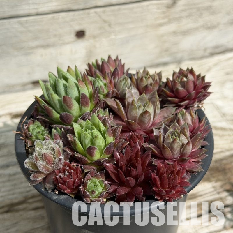 SH34033 Sempervivum mix (cold-resistant)