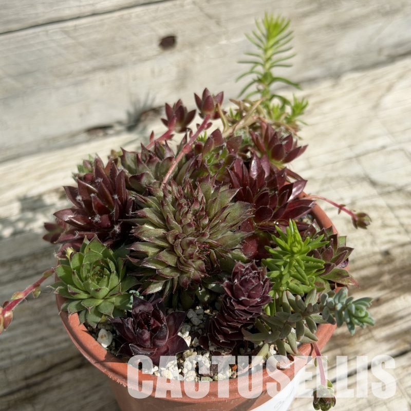 SH34034 Sempervivum mix (cold-resistant)