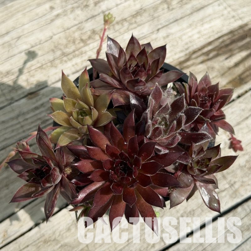 SH34035 Sempervivum mix (cold-resistant)