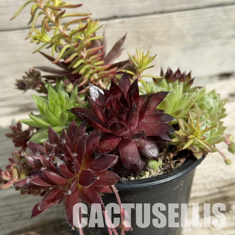 SH34036 Sempervivum mix (cold-resistant)
