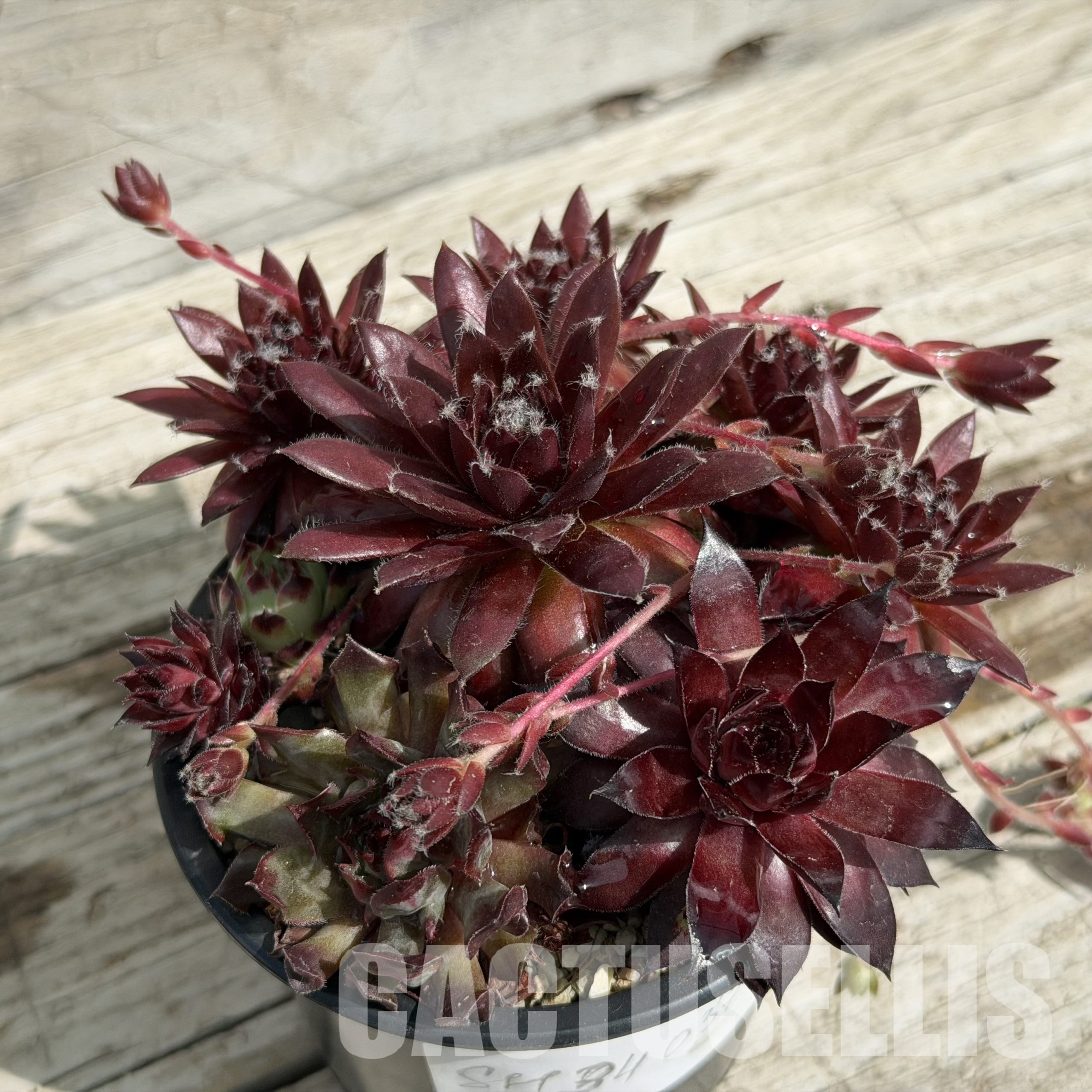 SH34037 Sempervivum mix (cold-resistant) - Image 3