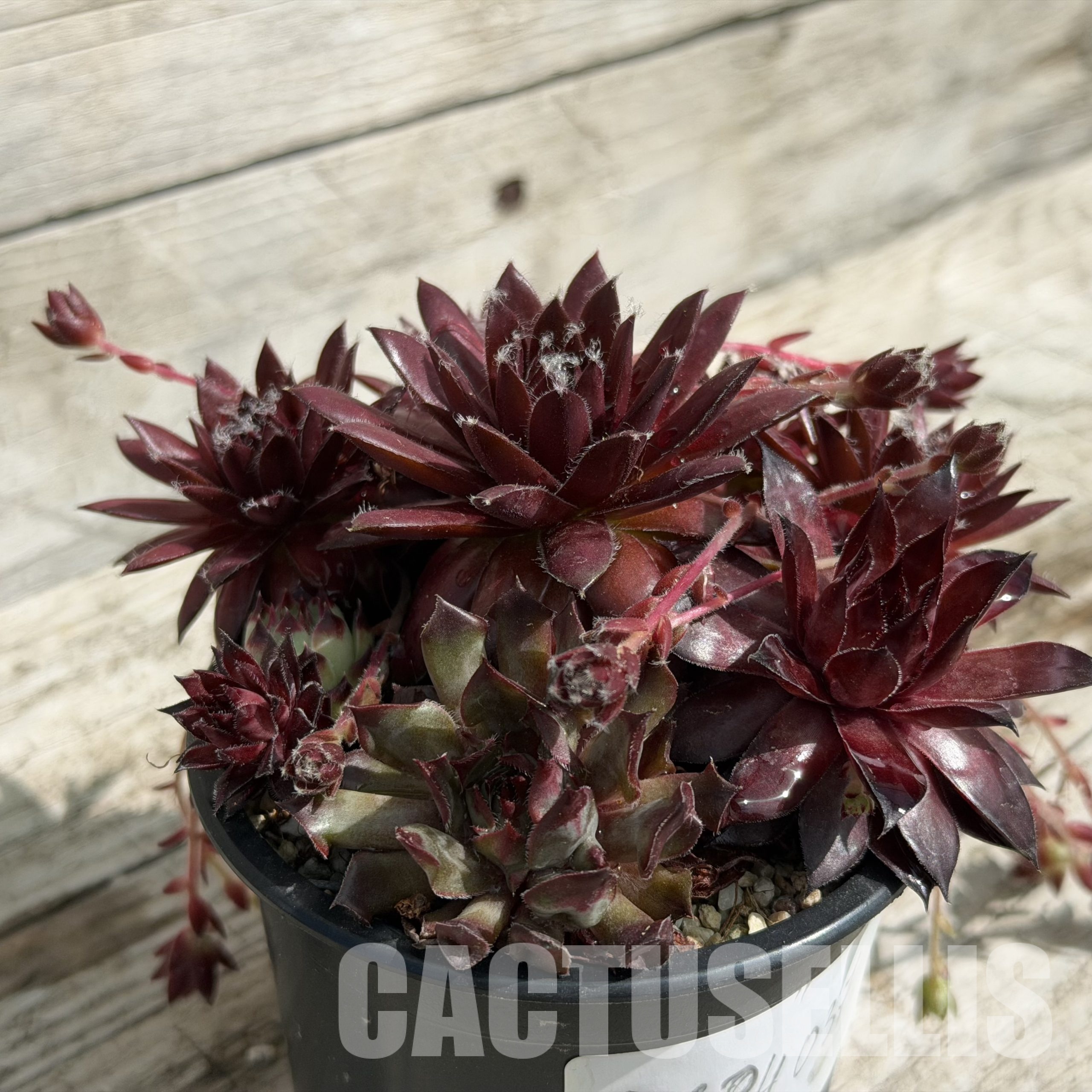 SH34037 Sempervivum mix (cold-resistant) - Image 2