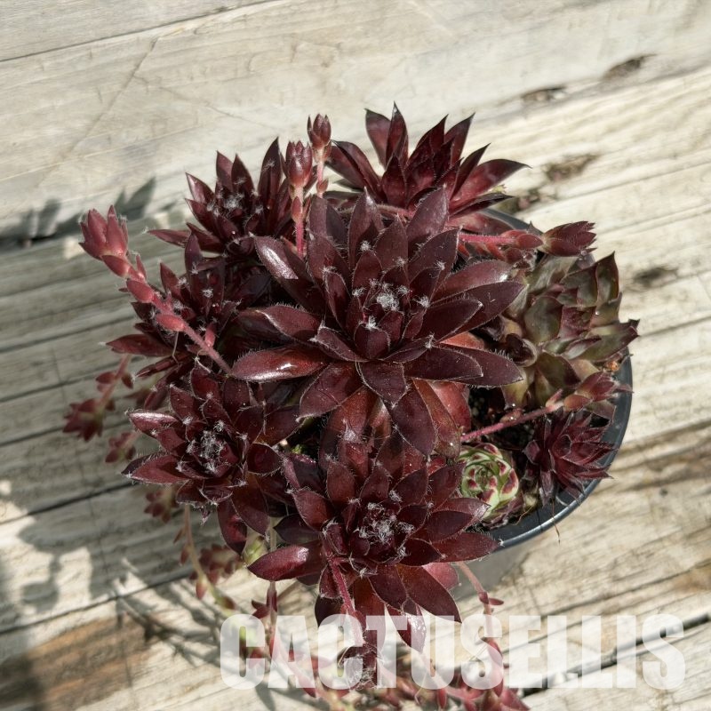 SH34037 Sempervivum mix (cold-resistant)