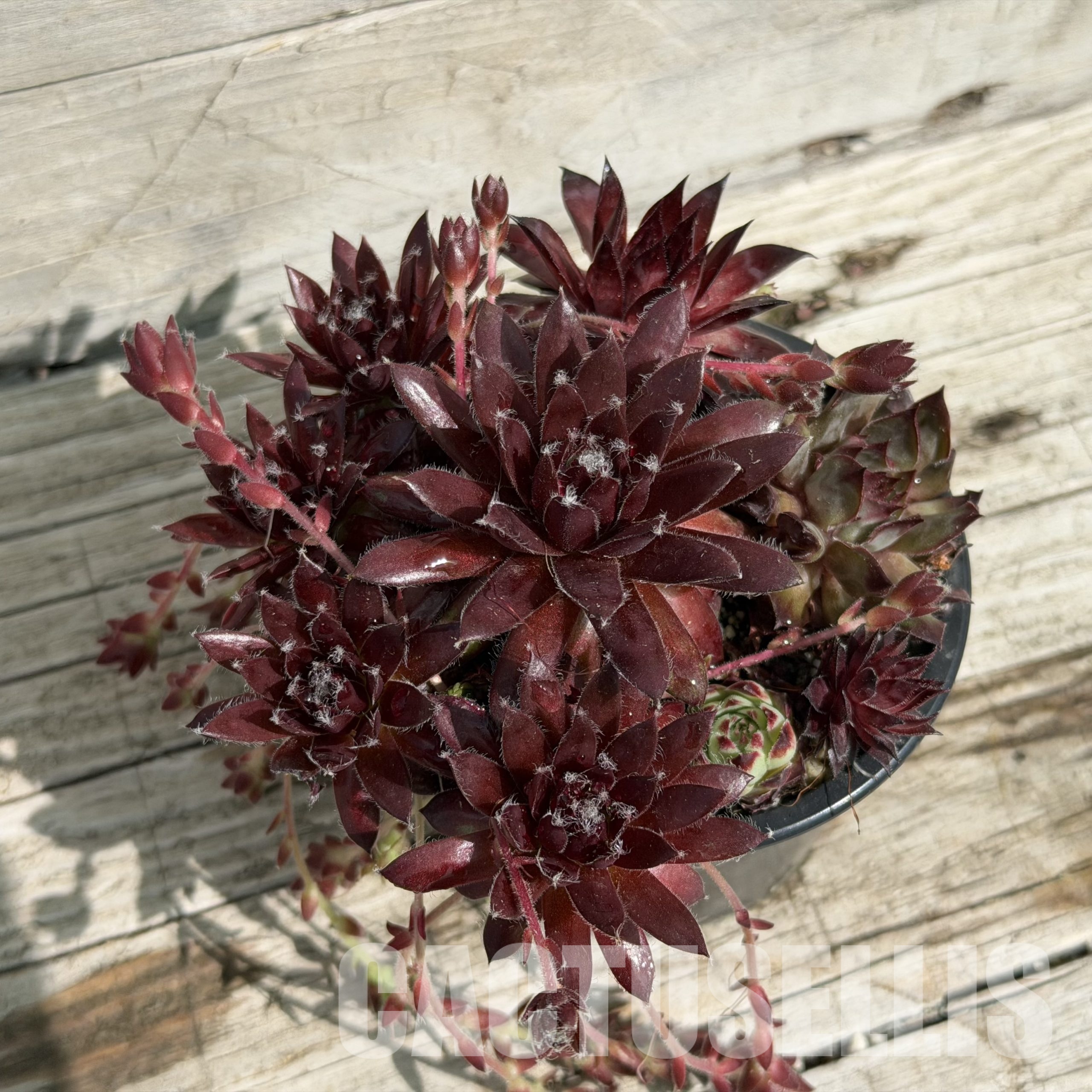 SH34037 Sempervivum mix (cold-resistant)