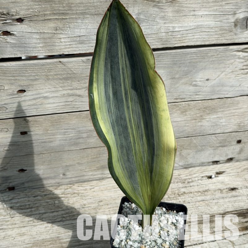 SH34038 Sansevieria ‘Masoniana’ white variegation