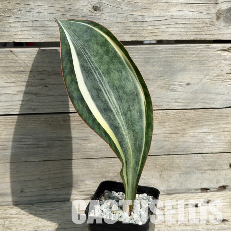 SH34040 Sansevieria ‘Masoniana white’