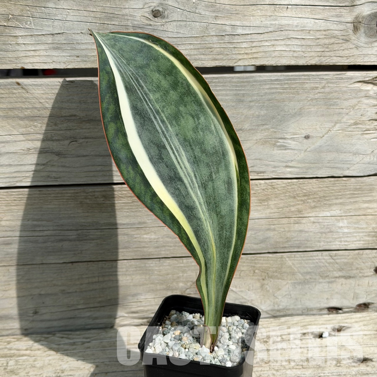 SH34040 Sansevieria ‘Masoniana white’