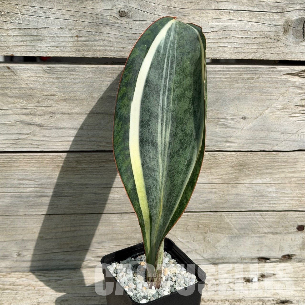 SH34040 Sansevieria ‘Masoniana white’ - Image 4