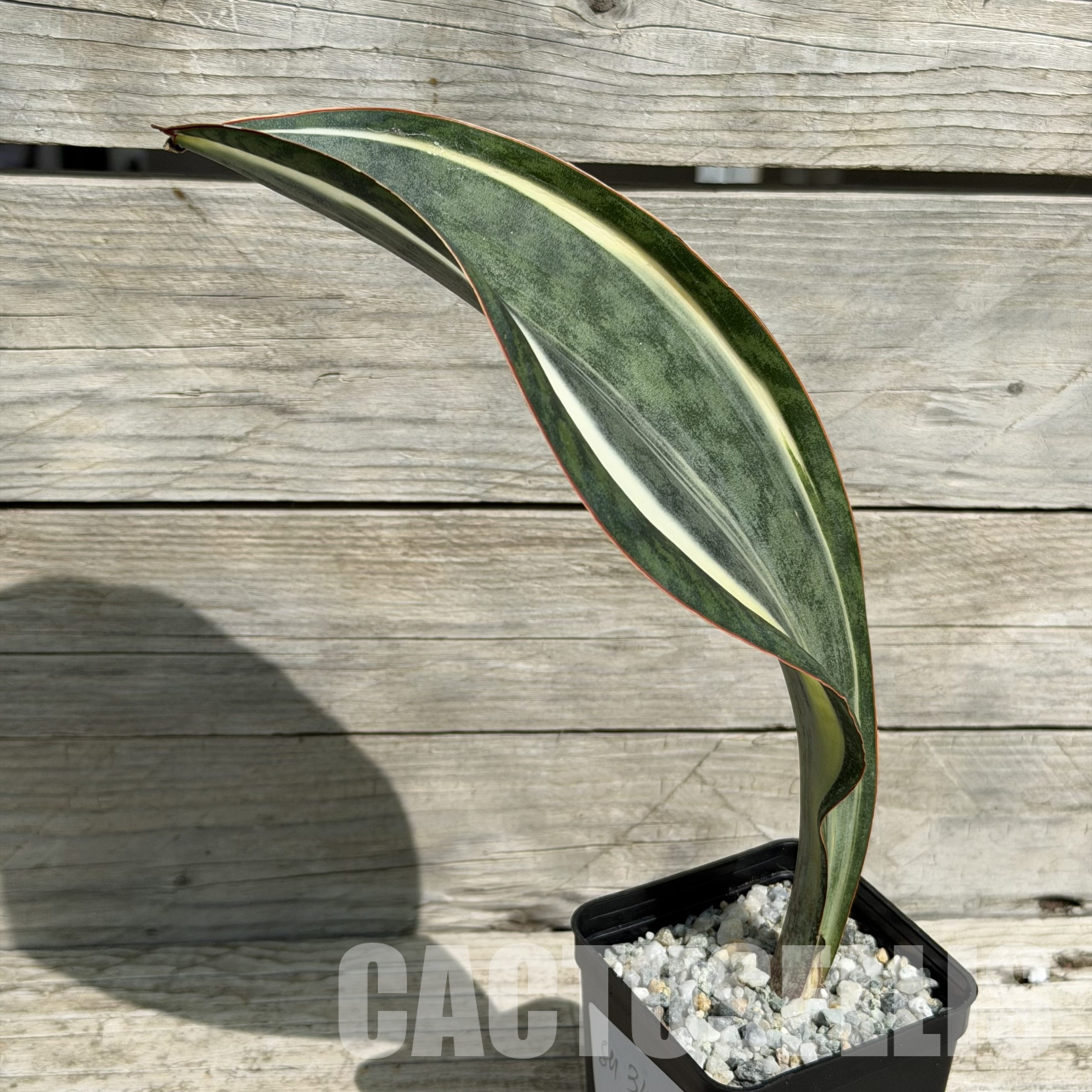 SH34040 Sansevieria ‘Masoniana white’ - Image 2