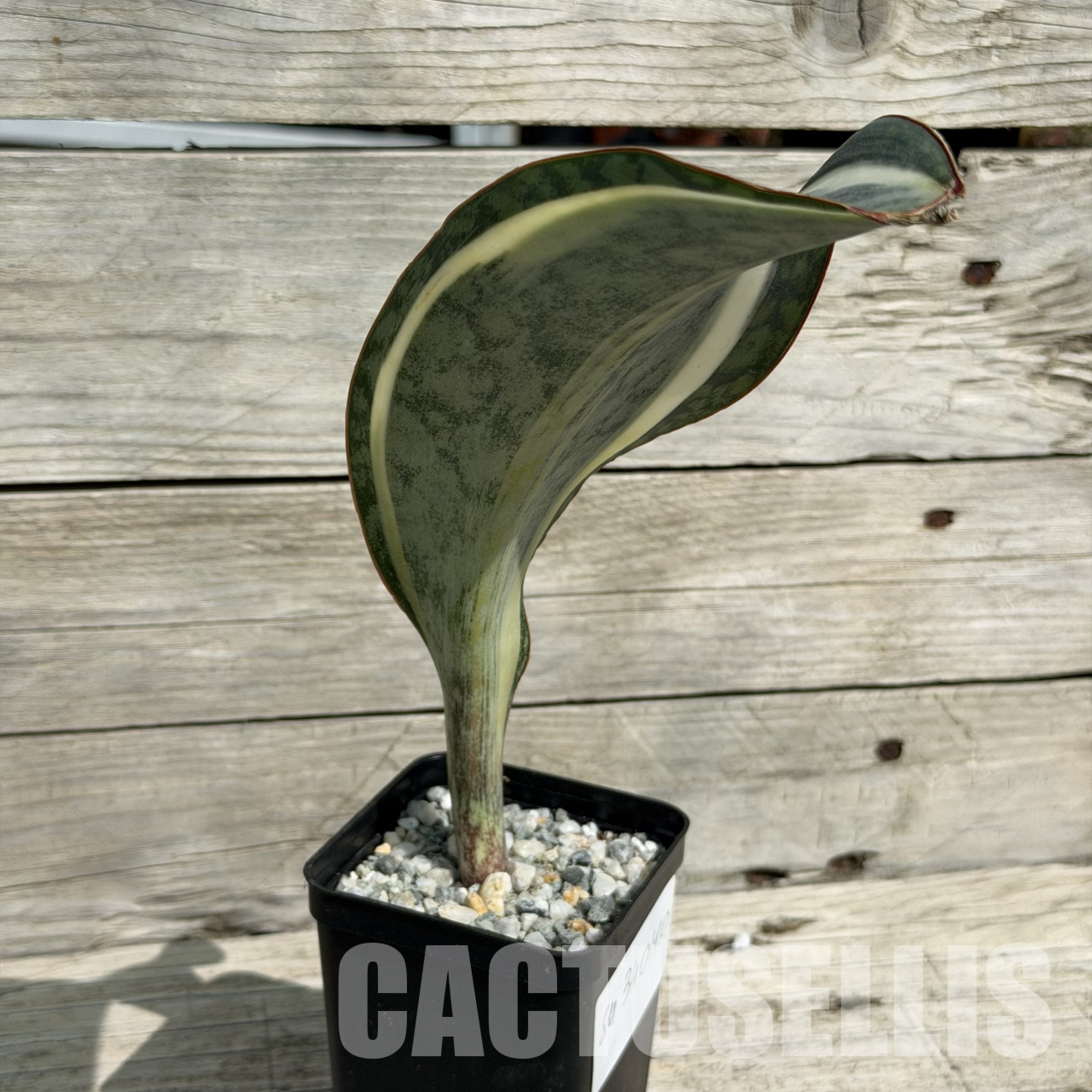 SH34040 Sansevieria ‘Masoniana white’ - Image 3