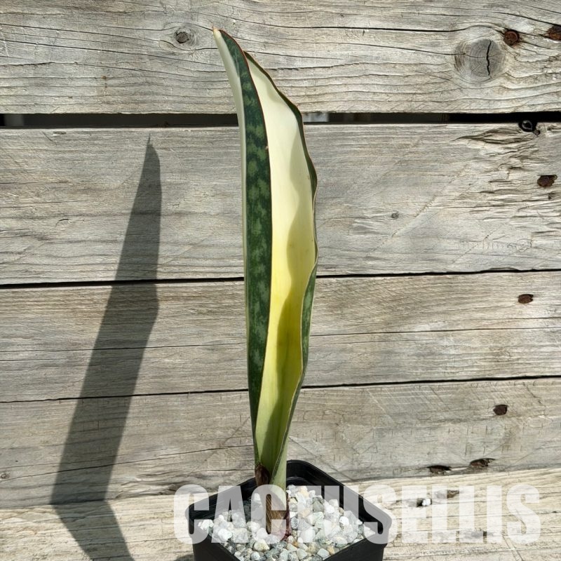 SH34041 Sansevieria ‘Masoniana’ mediopicta