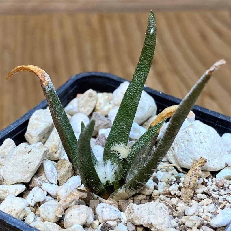 YAR33320 Ariocarpus agavoides PP 208 -Tula, Mexico-