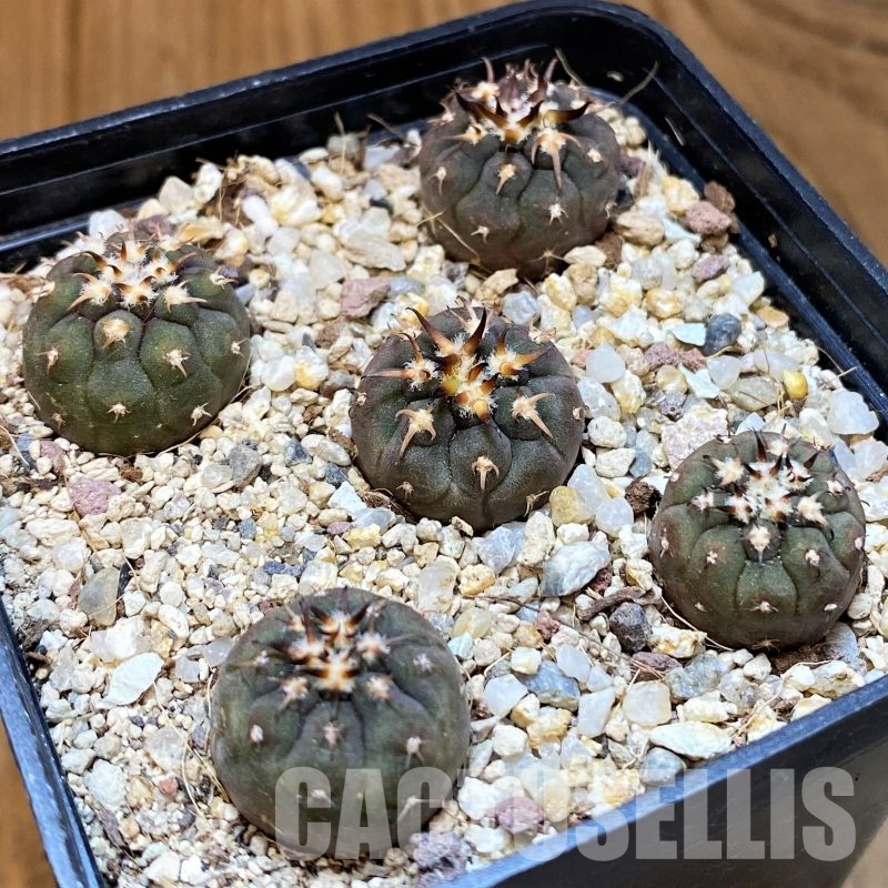 YAR33319 Gymnocalycium spegazzinii v. unguispinum selection claw spines, seedling
