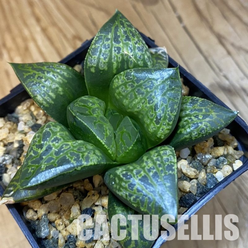 SH33367 Haworthia comptoniana ‘Kamen Butokai’