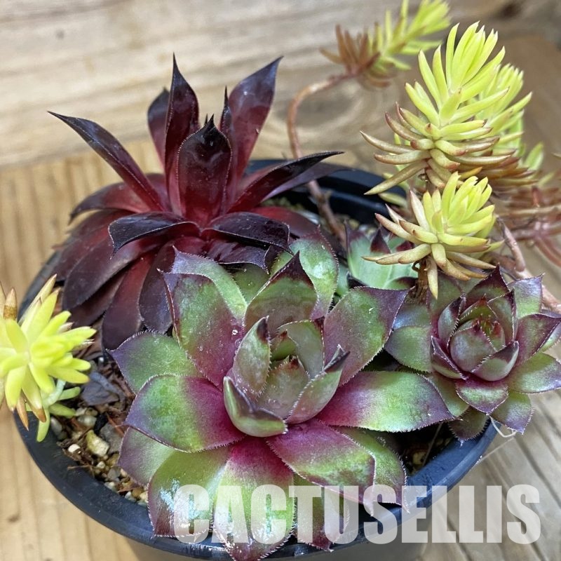 SH33368 Sempervivum mix (cold-resistant)