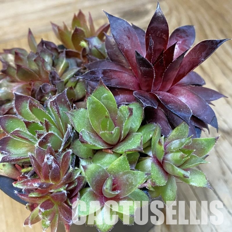 SH33369 Sempervivum mix (cold-resistant)