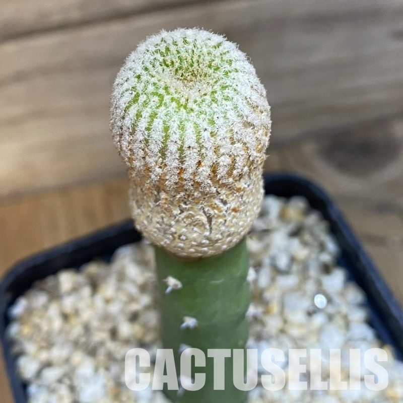 SH33340 Yavia cryptocarpa, grafted