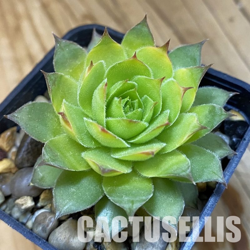 SH33370 Sempervivum chick charms ‘Gold Nugget’ (cold-resistant)