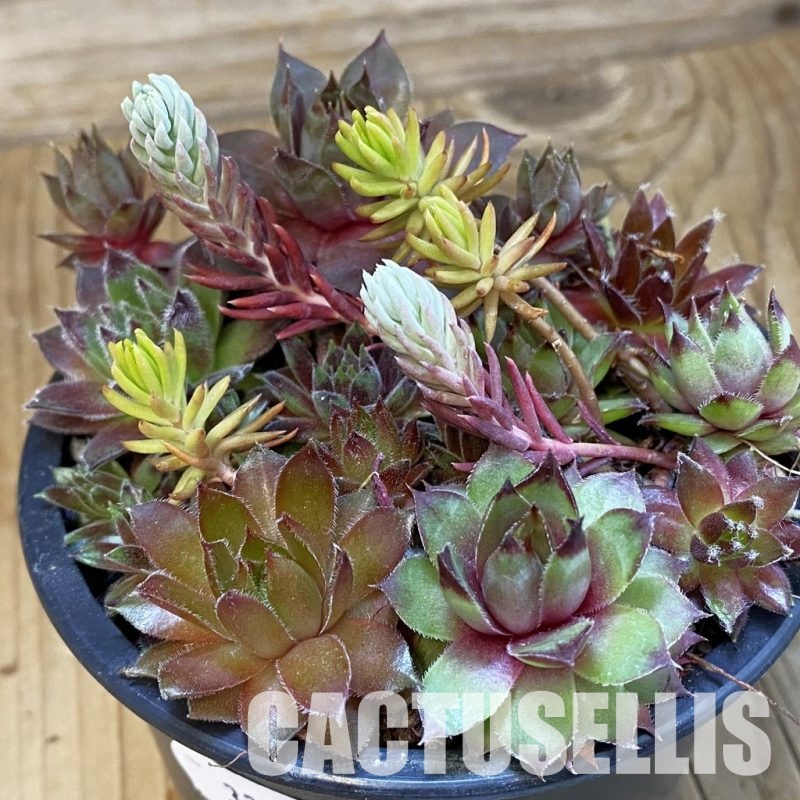 SH33372 Sempervivum mix (cold-resistant)