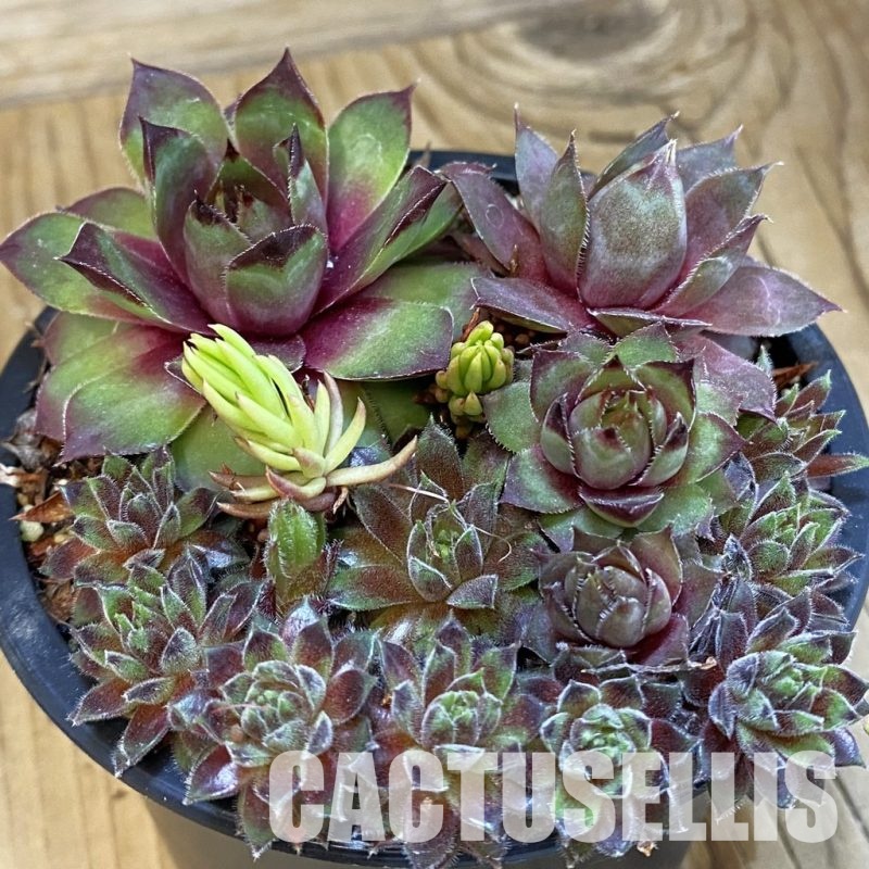 SH33373 Sempervivum mix (cold-resistant)