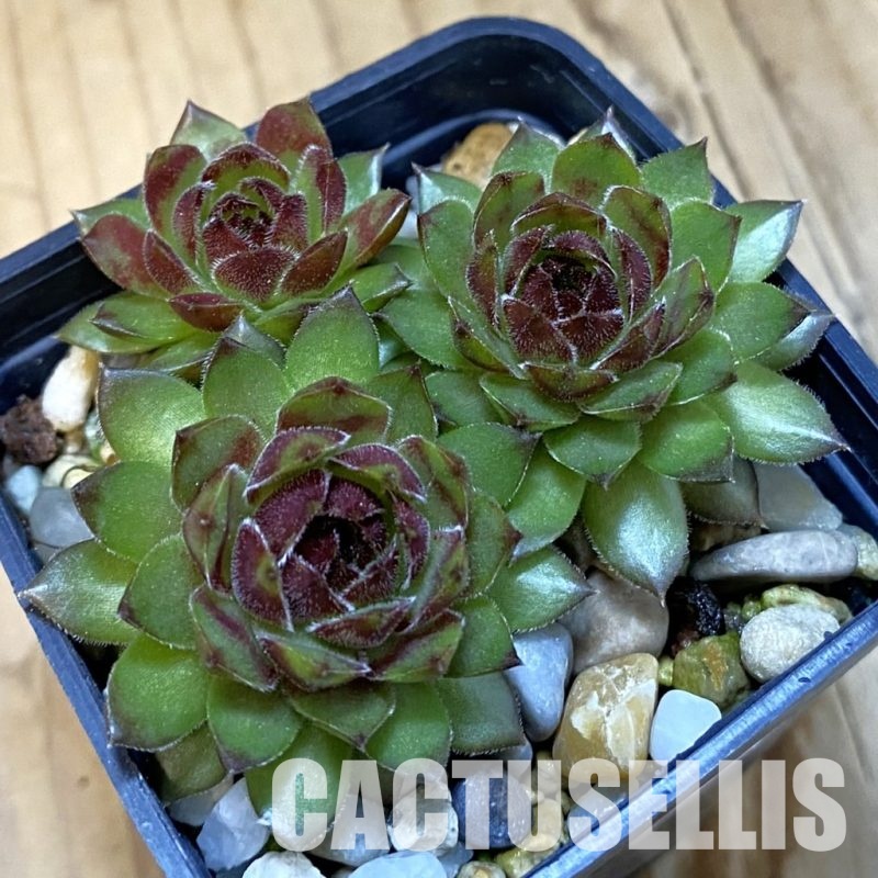 SH33375 Sempervivum Dr. Fritz Köhlein (cold-resistant)