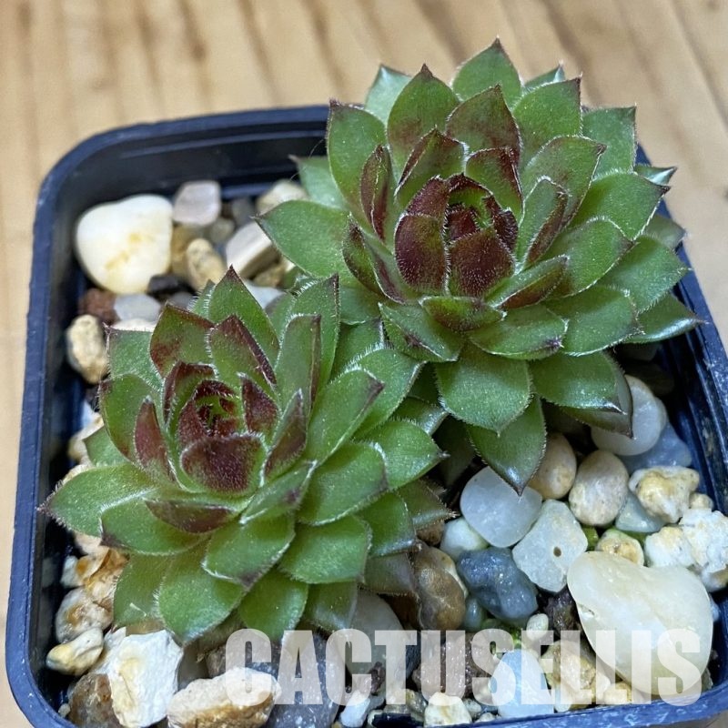 SH33376 Sempervivum Dr. Fritz Köhlein (cold-resistant)