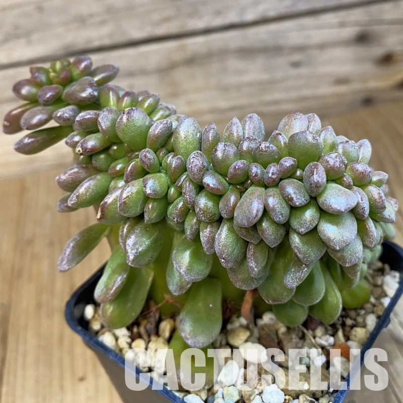 SH33377 Echeveria sp. f. cristata