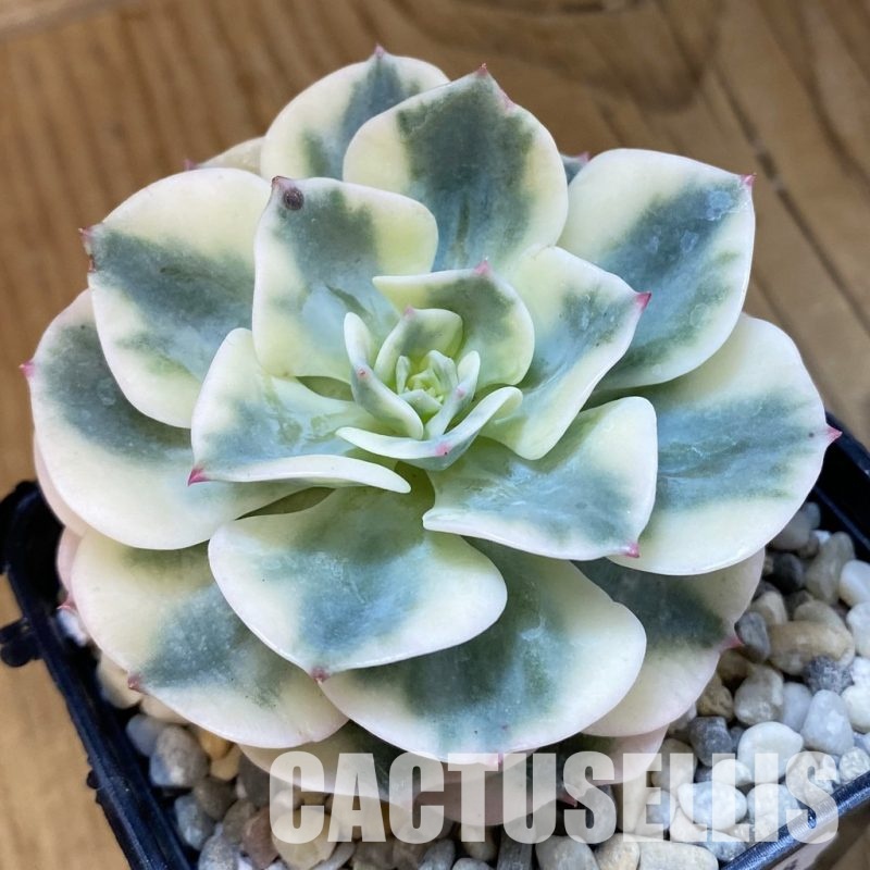 SH33378 Echeveria 'Compton Carousel'