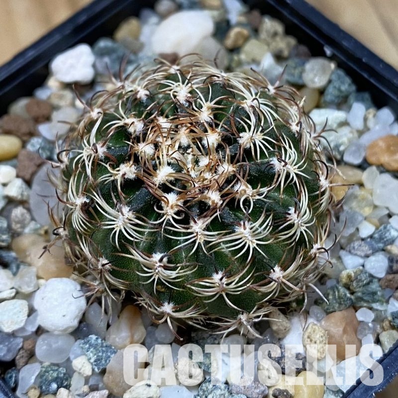 SH33341 Lobivia pusilla v. flaviflora